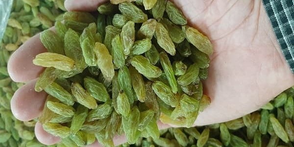 تصویر 1 از خرید و فروش کشمش سبز تاکستان با شرایط فوق العاده